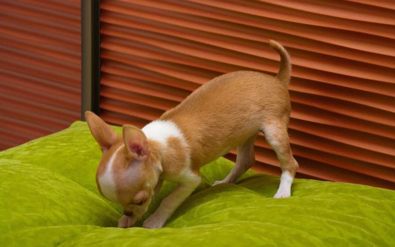 perro pequeño sobre una cama