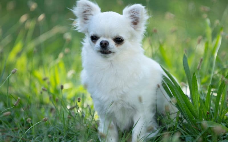 perro pelo largo de color blanco en un jardin