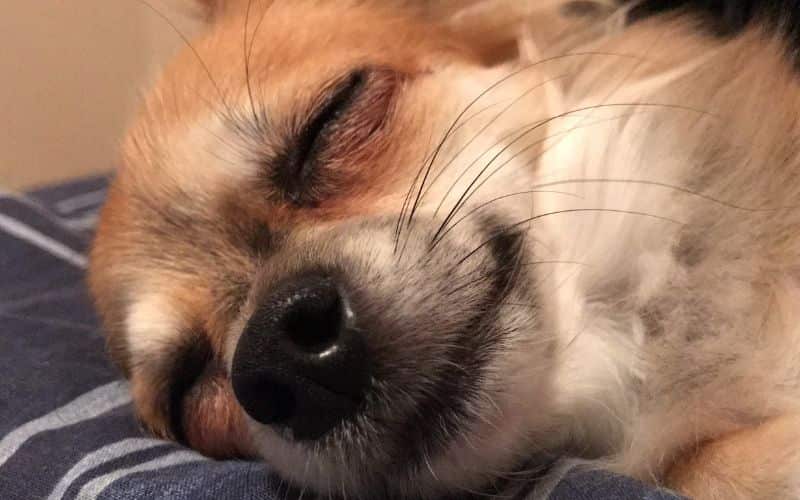 la cara de un perrito durmiendo