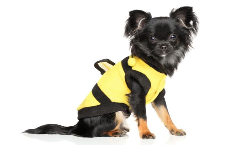 perrito de color negro con un chaleco de color amarillo