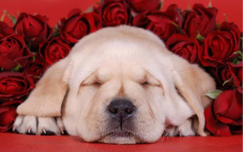 un cachorro sobre flores rojas