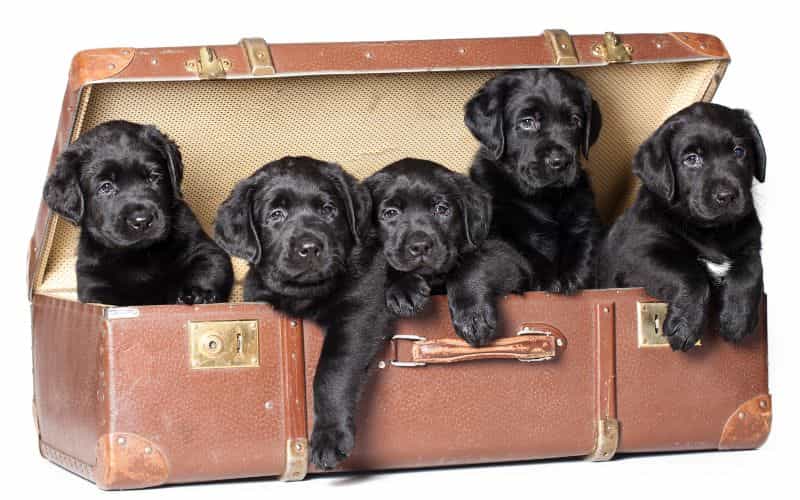 5 labradores de color negro dentro de un baul