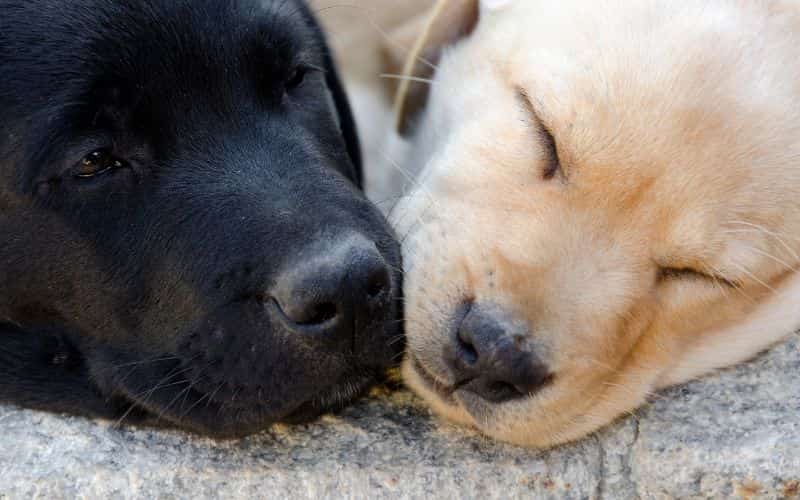 2 labradores bebes uno de color negro y el otro de color beige 
