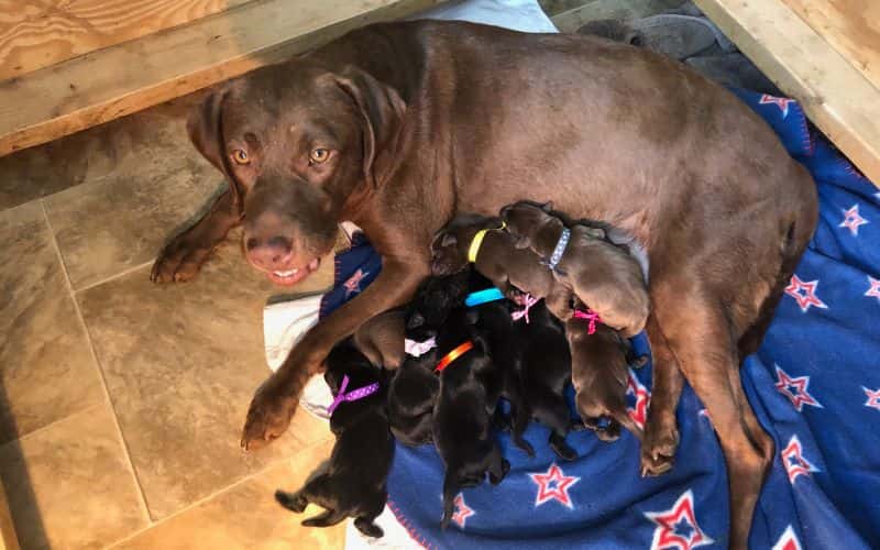 perra labrador  dando lactancia a sus cachorros