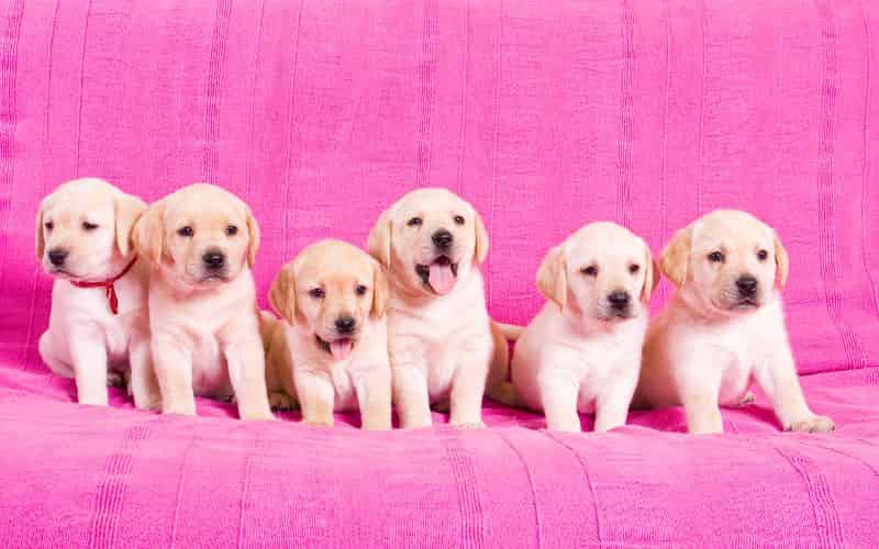 5 cachorros labradores sobre sofa rosado