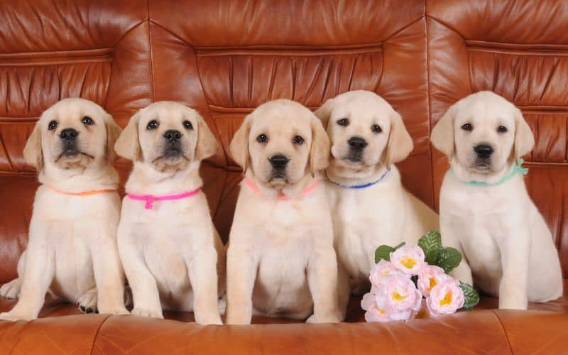 5 cachorros labradores sobre un sofa de cuero de color marrón