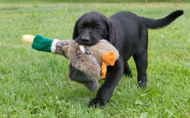 cachorro con un juguete en el ocico en un jardin