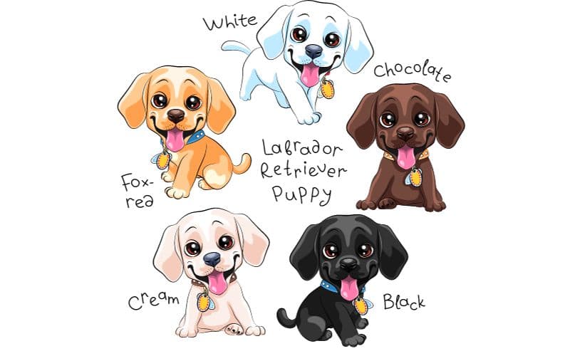 dibujo de 5 labradores bebes con fondo blanco.