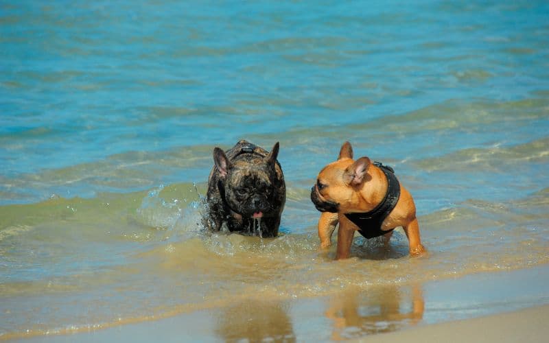 dos perros buldog jugando dentro del mar