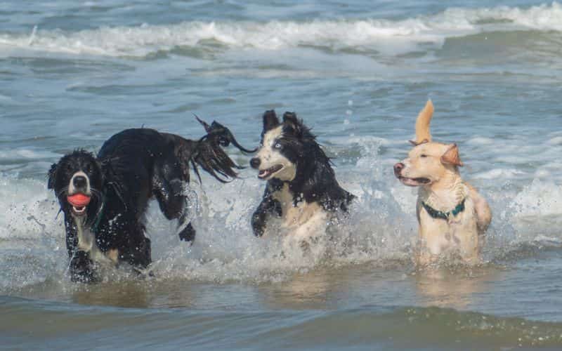 varios perros jugando con juguetes flotantes dentro del mar