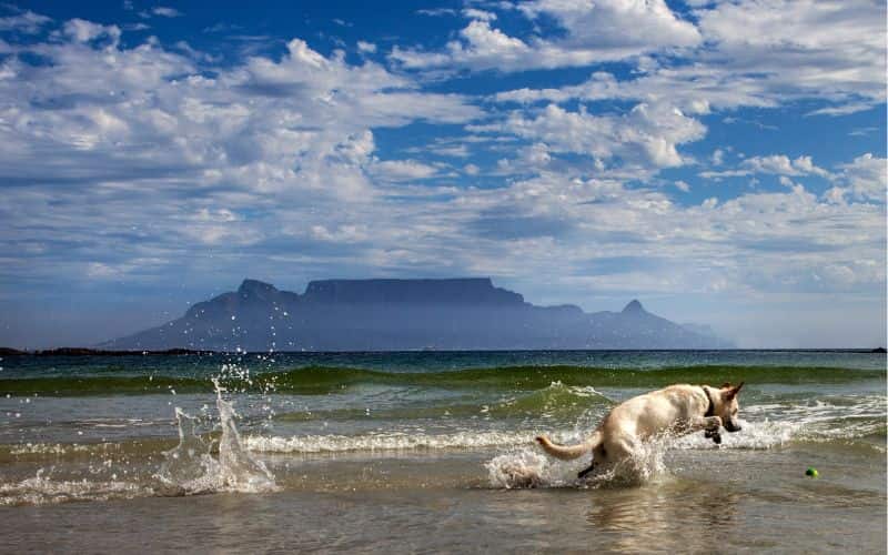 perro feliz bañandose en la playa