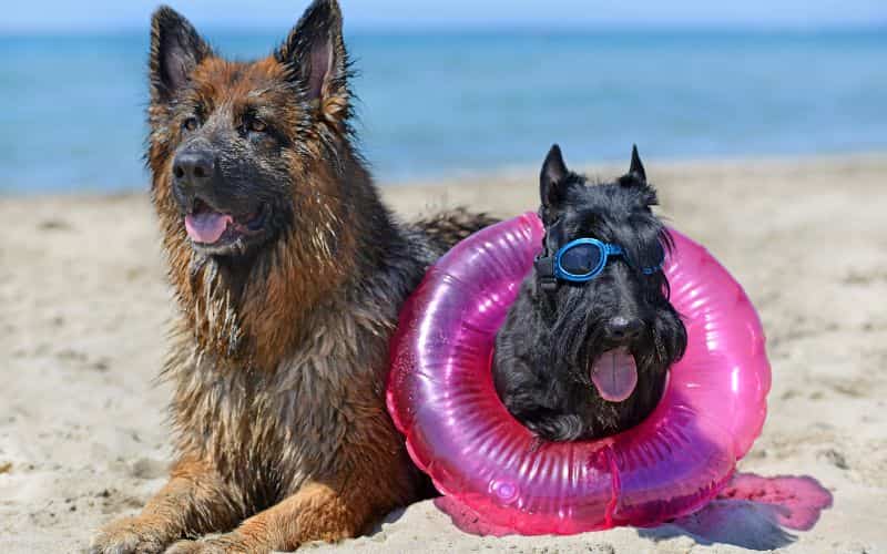 perro en la playa
