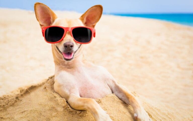 perro en la playa