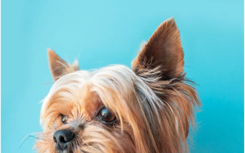 perro yorkshire terrier