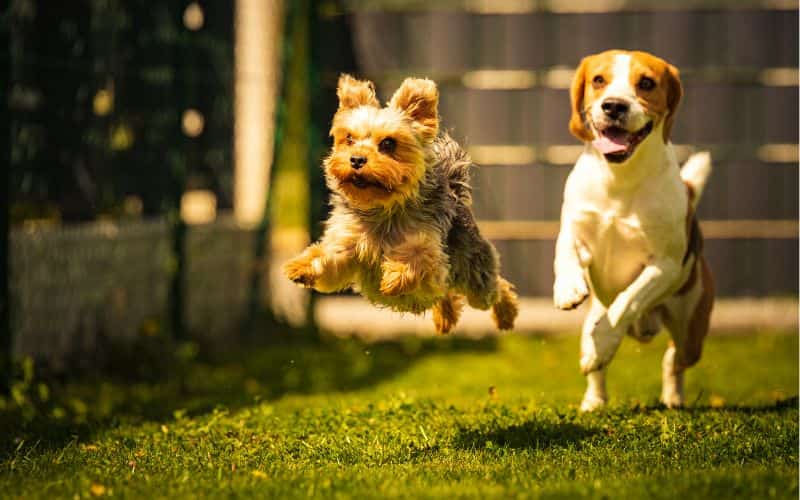 2 perros saltando