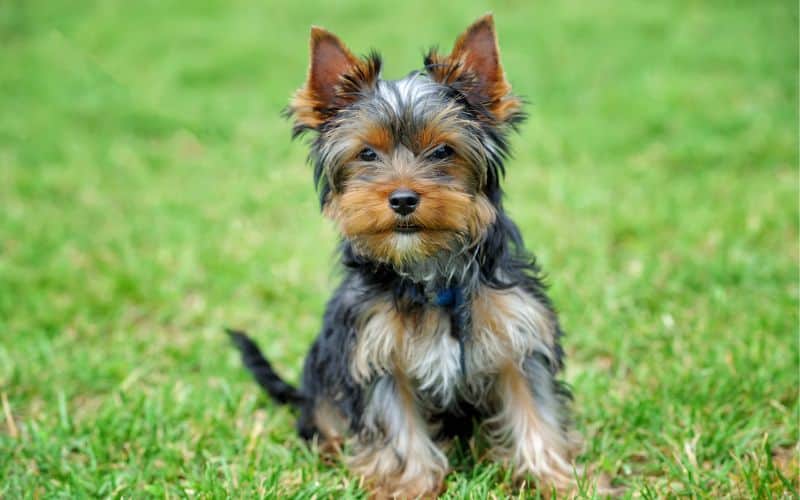 perro yorsay