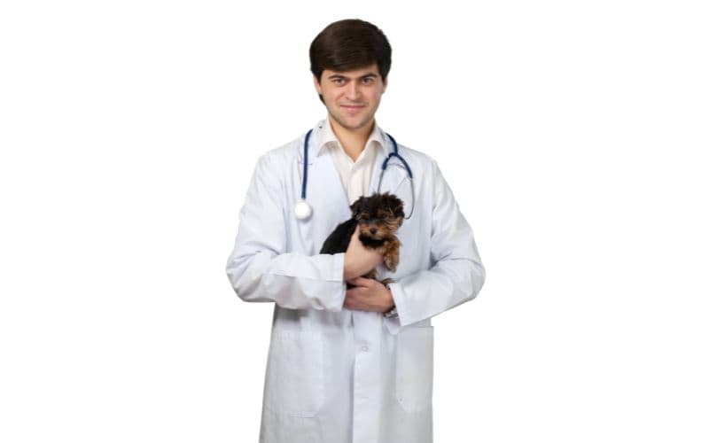 un veterinario cargando un cachorro