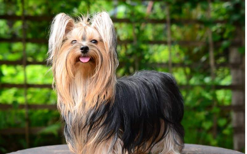perro con el pelo largo sacando la lengua