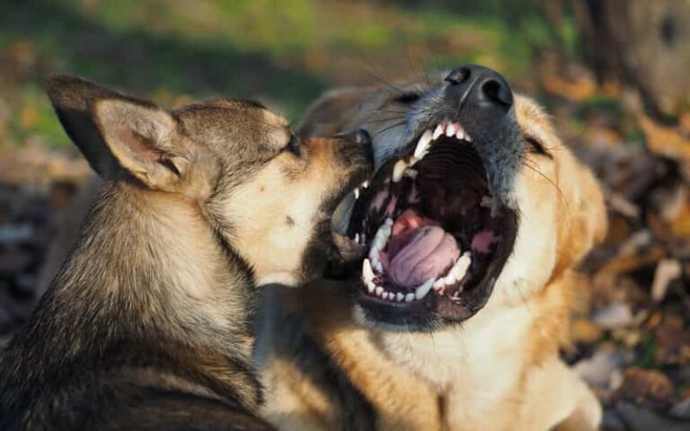 perros más peligrosos y prohibidos