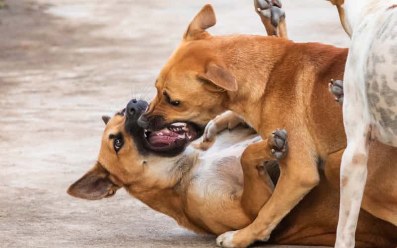 perros más peligrosos y prohibidos