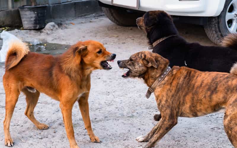 perros más peligrosos y prohibidos
