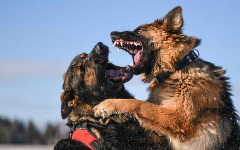 perros más peligrosos y prohibidos