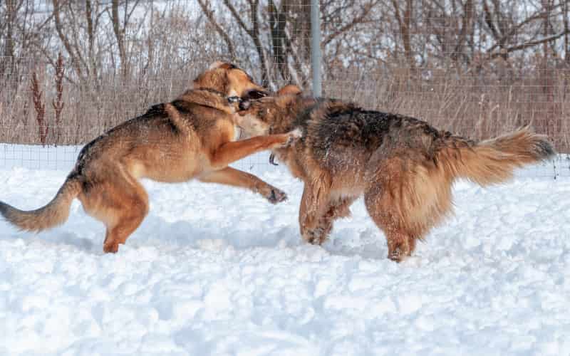 perros más peligrosos y prohibidos