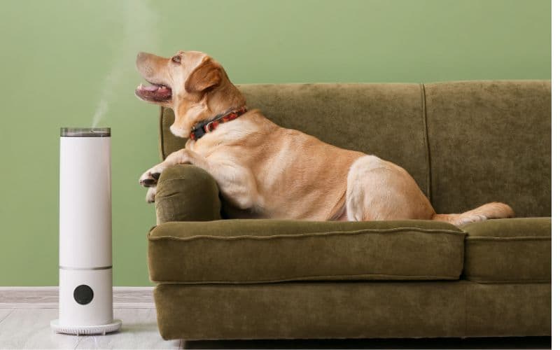 perro enfermo de moquillo sobre el sofa recibiendo vapor