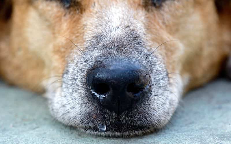una nariz de un perro con moquillo