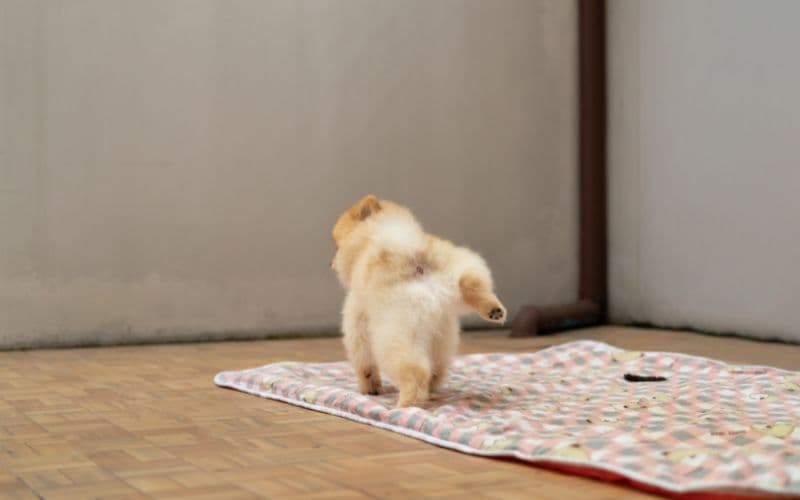 perro orinandoo sobre una manta