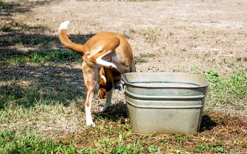 perro orinando en el patio