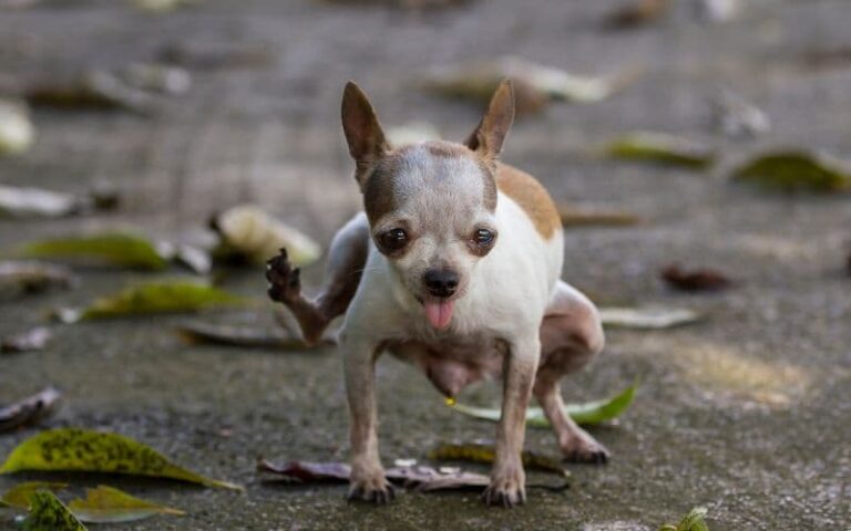 perro chiguagua orinando