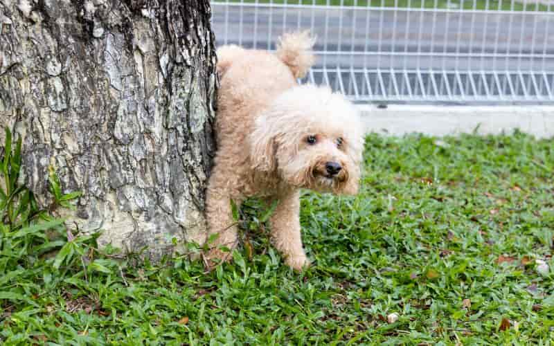 perro orinando en un arbol
