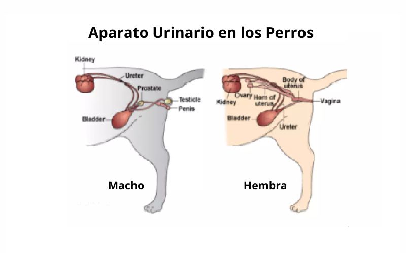 dibujo del aparato urinario de los perros
