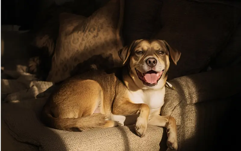 perro anciano